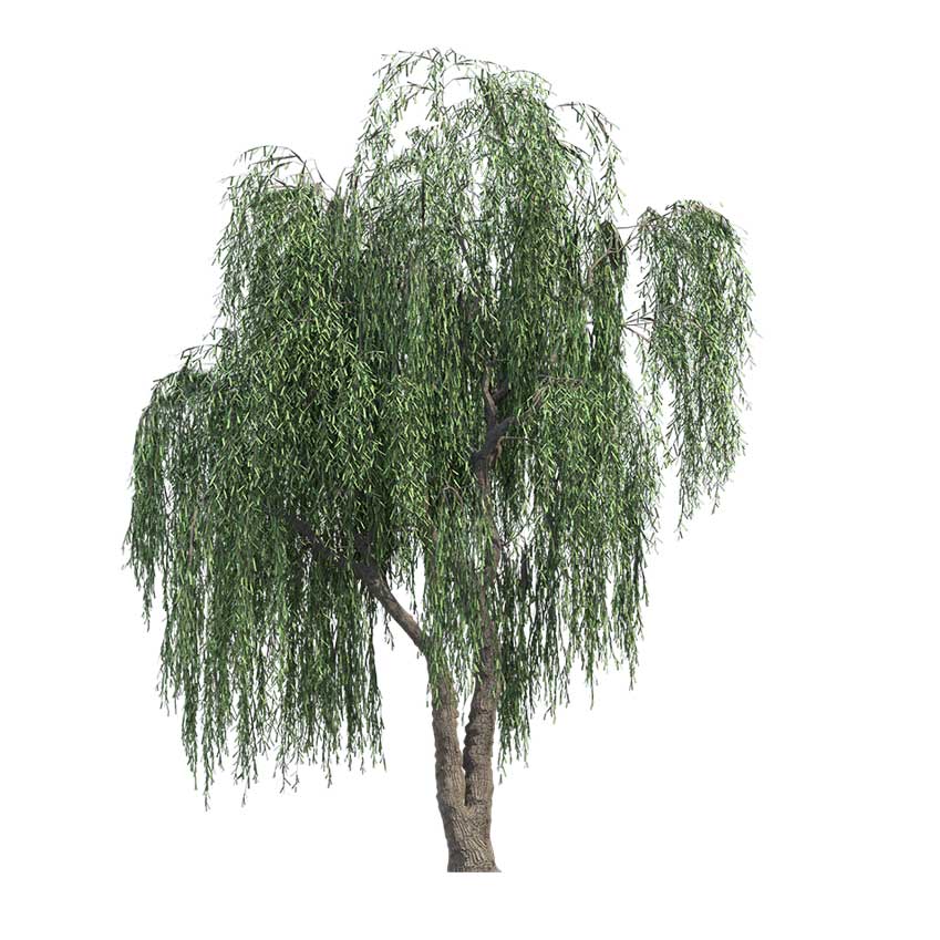 Salix babylonica - willow